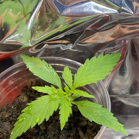 Prenseeds growlog timeline photo