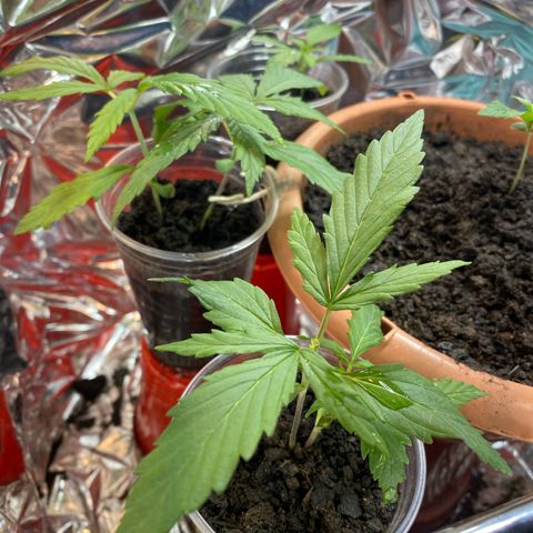 Prenseeds growlog timeline photo