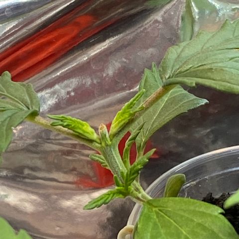 Prenseeds growlog timeline photo