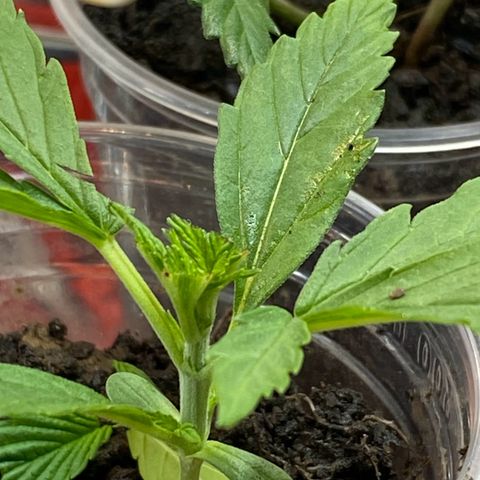 Prenseeds growlog timeline photo