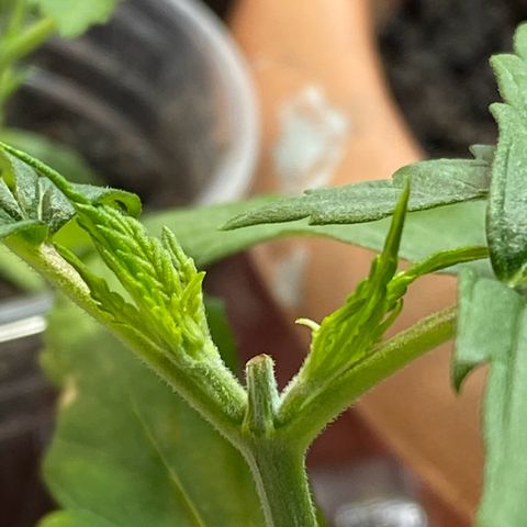 Prenseeds growlog timeline photo