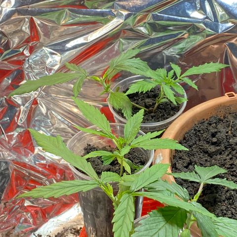 Prenseeds growlog timeline photo