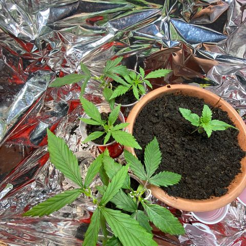 Prenseeds growlog timeline photo