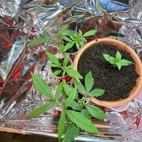 Prenseeds growlog timeline photo