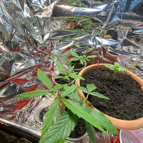 Prenseeds growlog timeline photo