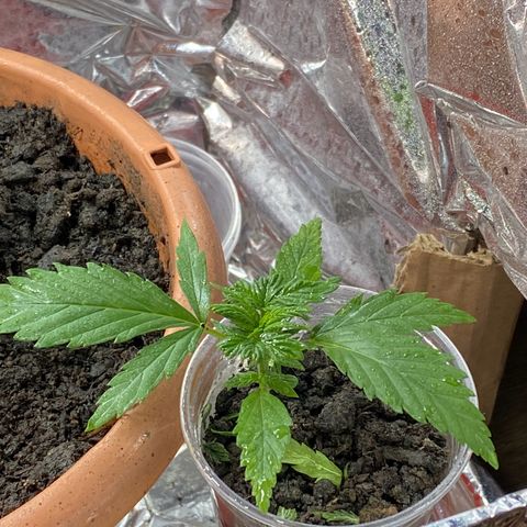 Prenseeds growlog timeline photo