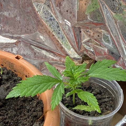 Prenseeds growlog timeline photo
