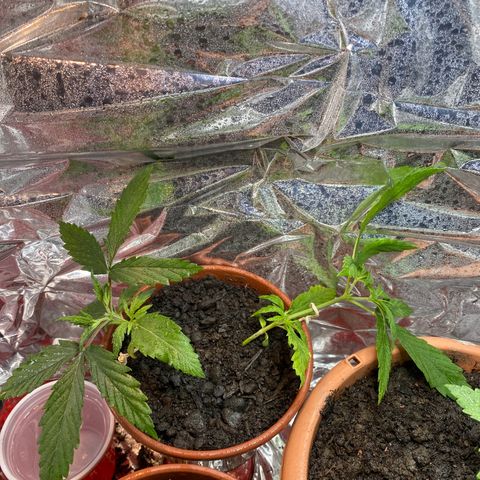 Prenseeds growlog timeline photo