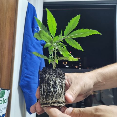Prenseeds growlog timeline photo