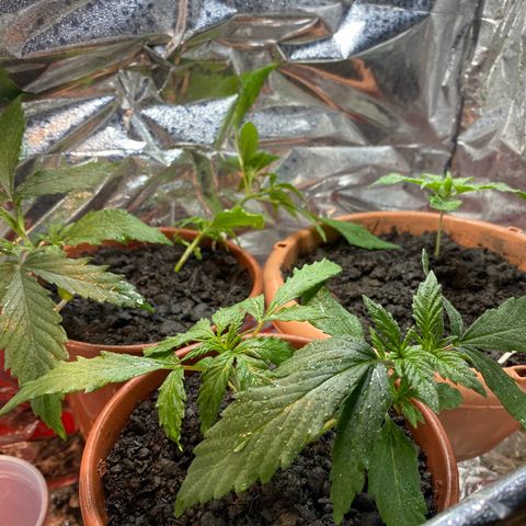 Prenseeds growlog timeline photo