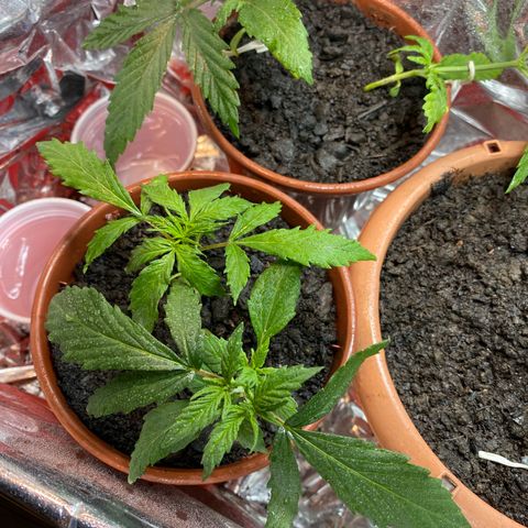 Prenseeds growlog timeline photo