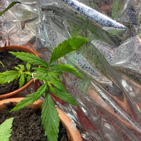 Prenseeds growlog timeline photo