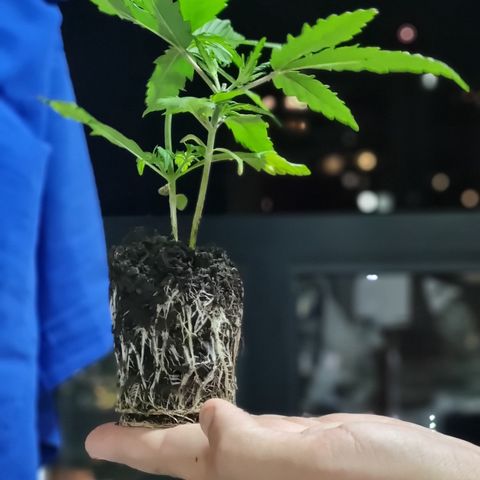 Prenseeds growlog timeline photo