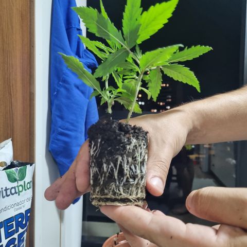 Prenseeds growlog timeline photo