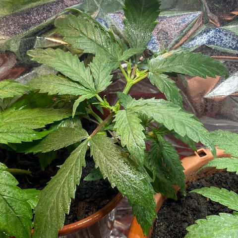 Prenseeds growlog timeline photo