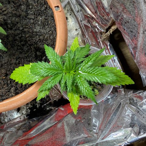 Prenseeds growlog timeline photo