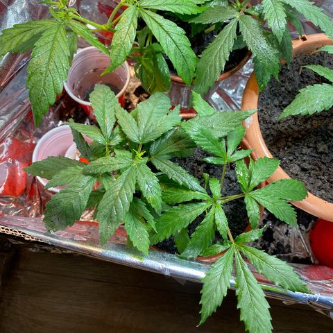 Prenseeds growlog timeline photo