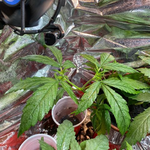 Prenseeds growlog timeline photo