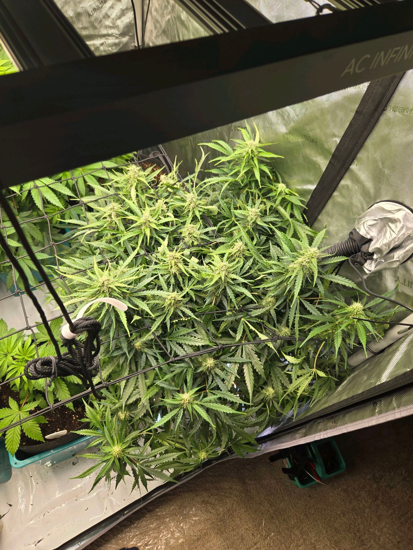 Grandaddy Purple Auto #1 growlog header