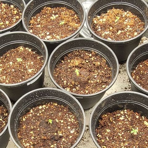Cap'n Rupert #2 growlog photo: 10 up and 5 still sleeping....