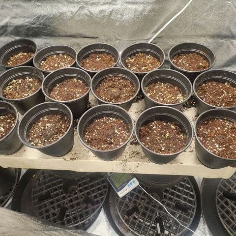 Cap'n Rupert #2 growlog photo: The set up