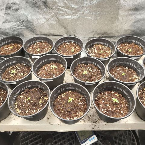 Cap'n Rupert #2 growlog photo: Lowered height from light @ 40% - all seeds have fully germinated. Room temperature is 66 with tent 10 degrees higher at 76. Humidity is 19%. Adding humidifier tomorrow.