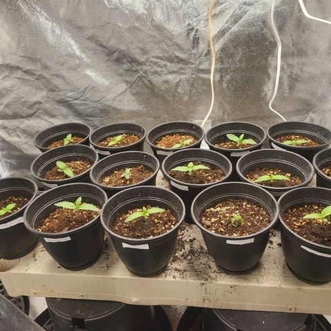 Cap'n Rupert #2 growlog photo: 14 of 15 healthy seedlings 🌱 5 days into 1st week