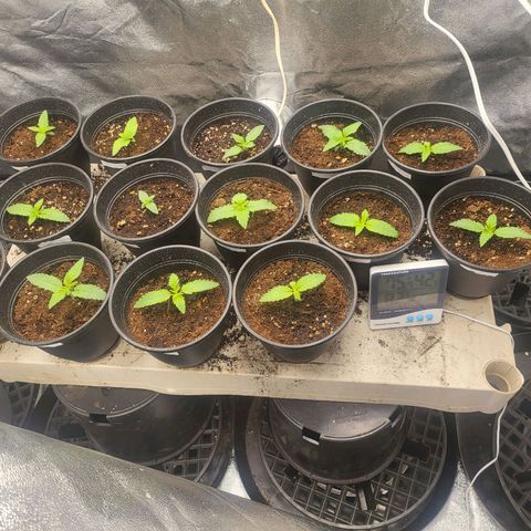 Sweet Death #1 growlog timeline photo