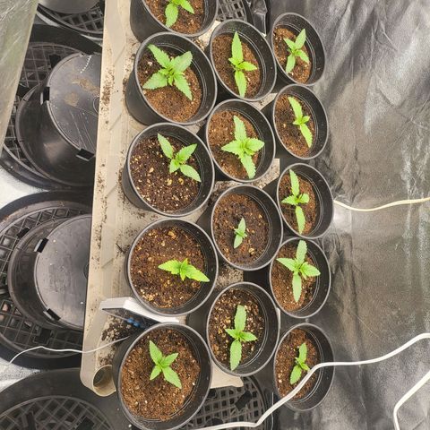 Cap'n Rupert #2 growlog timeline photo
