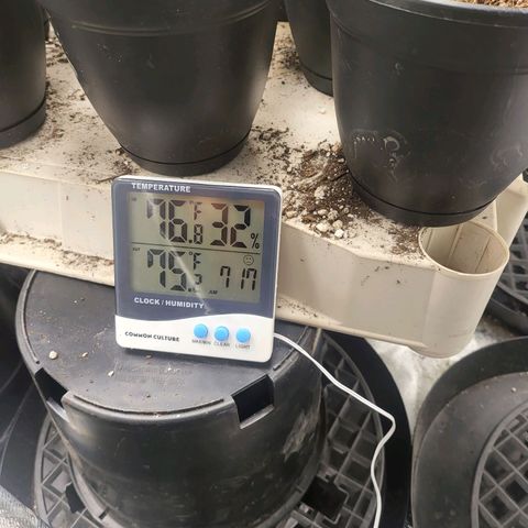 Cap'n Rupert #2 growlog timeline photo