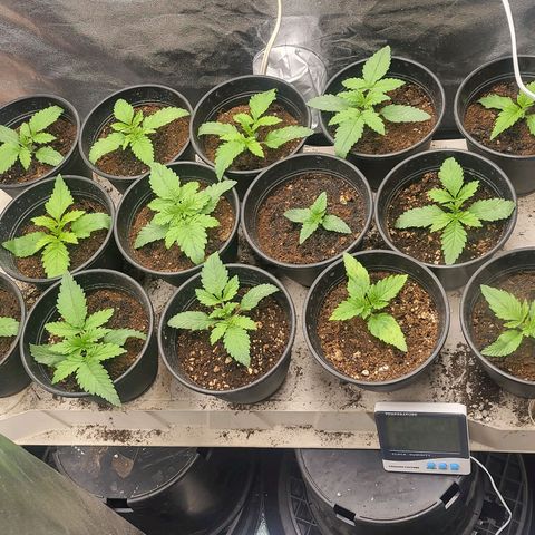 Cap'n Rupert #2 growlog photo: 13 are getting ready to show their sex....