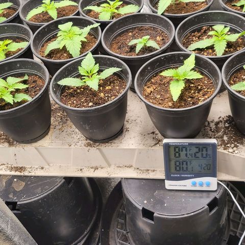Cap'n Rupert #2 growlog photo: 13 are getting ready to show their sex....