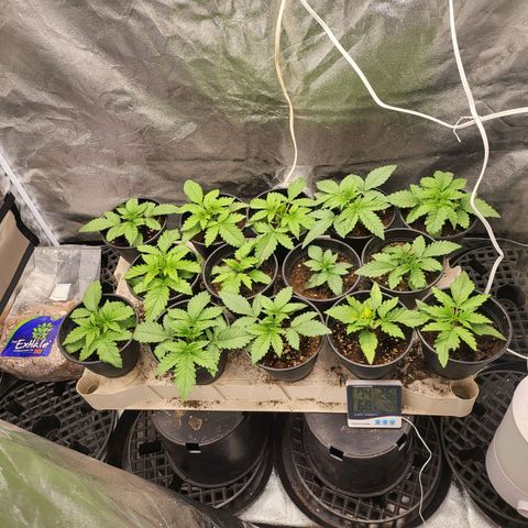 Cap'n Rupert #2 growlog timeline photo