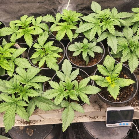 Cap'n Rupert #2 growlog photo: Still super short with thick stalk