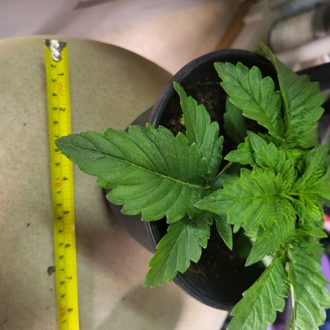 Cap'n Rupert #2 growlog photo: Shorties!!!!