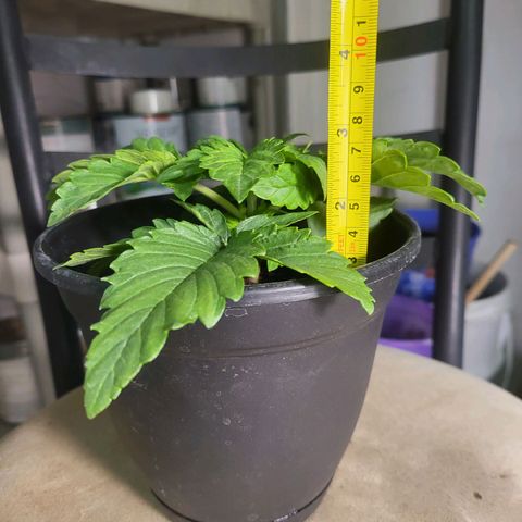 Cap'n Rupert #2 growlog photo: Shorties!!!!