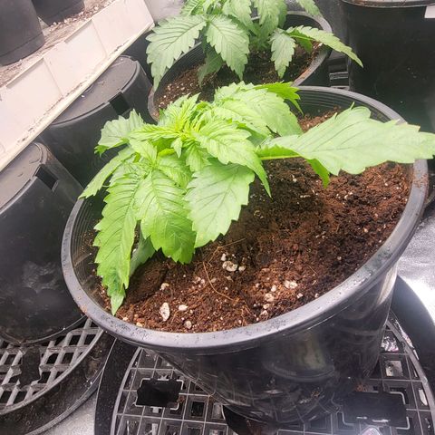 Subwoofer growlog photo: Transplanted to 3 gal pot