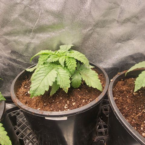 Sweet Death #1 growlog photo: Transplanted to 3 gal pot