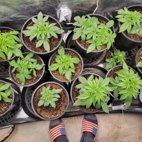 Cap'n Rupert #2 growlog photo: God bless America - transplanted