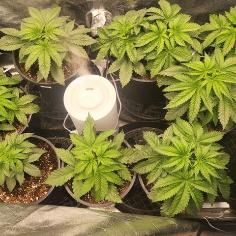 Cap'n Rupert #2 growlog photo: 1 day after topped...