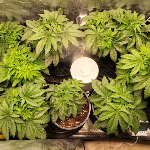 Cap'n Rupert #1 growlog timeline photo