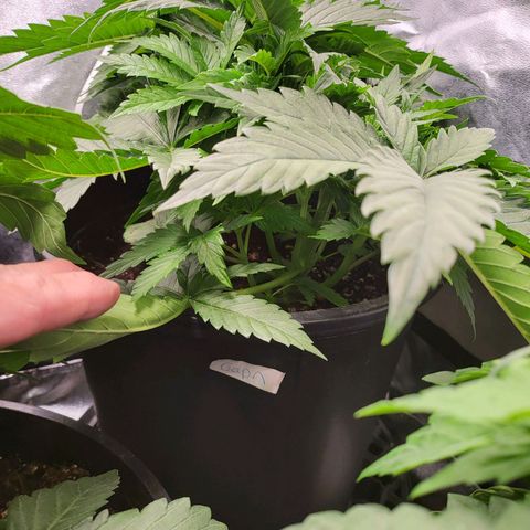 Cap'n Rupert #1 growlog timeline photo