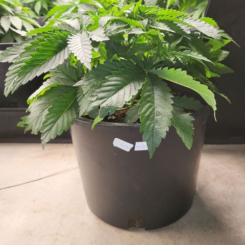 Amplified Dreams #1 growlog timeline photo