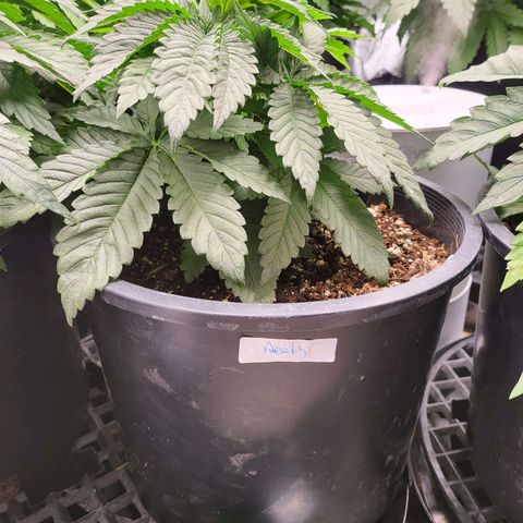 Sweet Death #1 growlog timeline photo