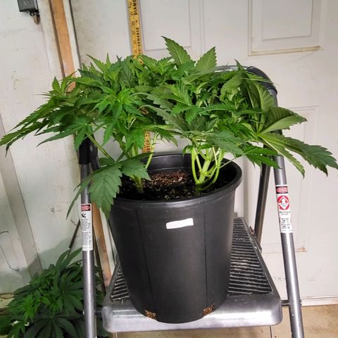 Cap'n Rupert #2 growlog timeline photo