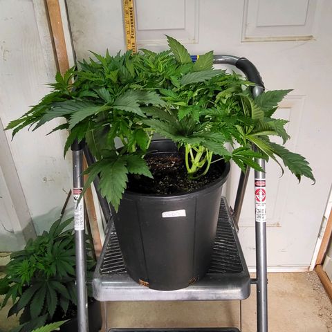 Cap'n Rupert #1 growlog timeline photo