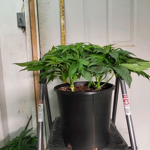 Subwoofer growlog timeline photo
