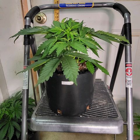 Amplified Dreams #1 growlog timeline photo
