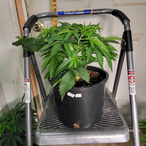 Amplified Dreams #1 growlog timeline photo