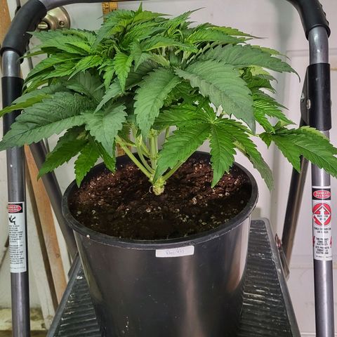 Sweet Death #1 growlog timeline photo